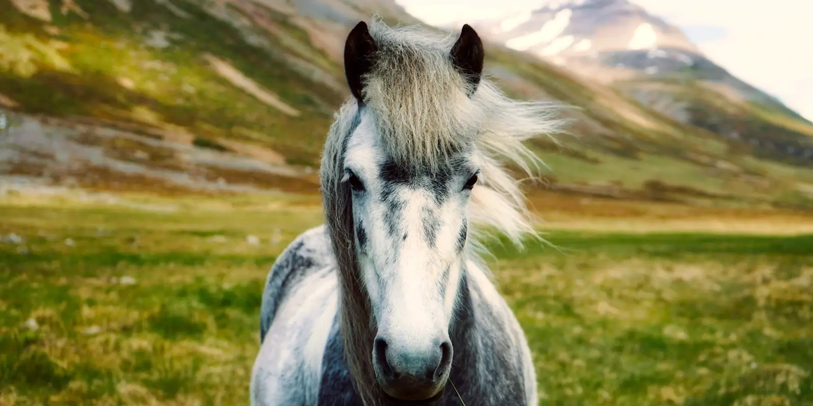 Cavallo islandese