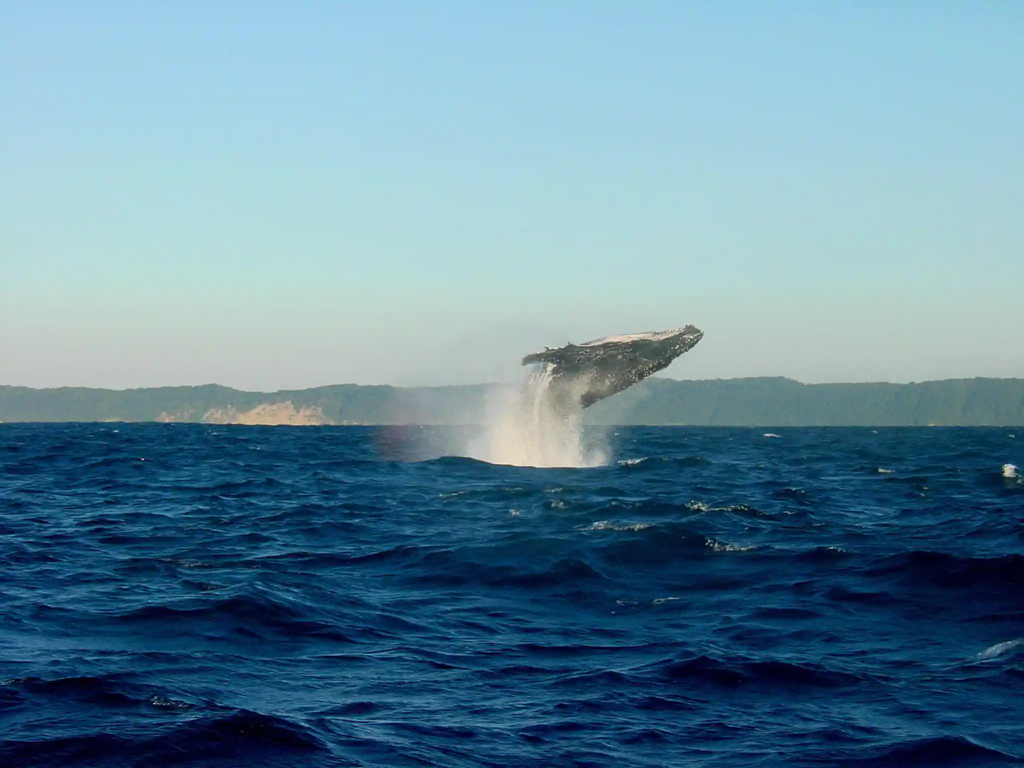 Whales watching in husavik